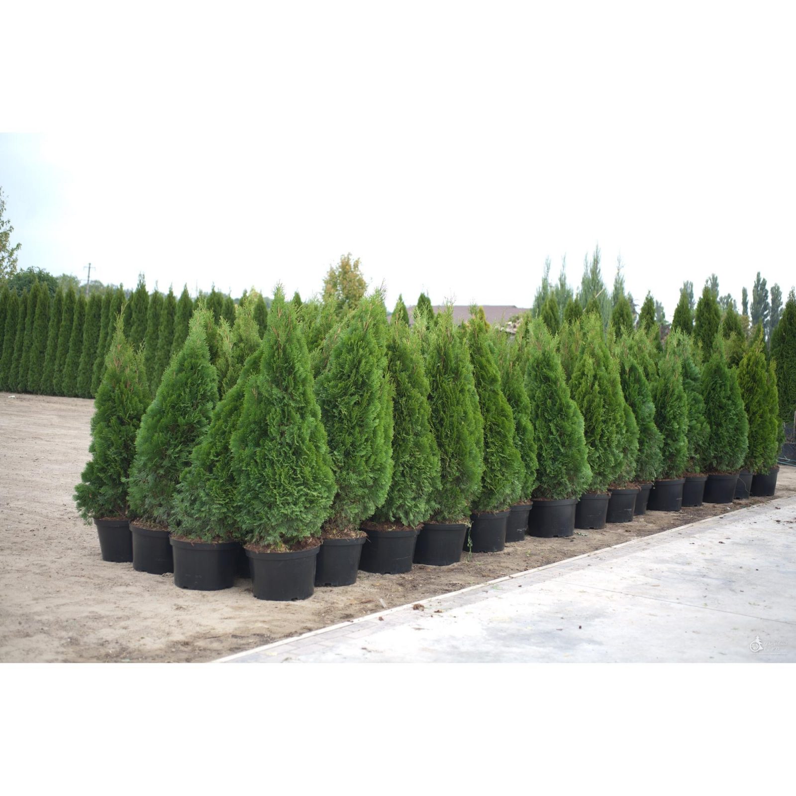 1649537941_33-vsegda-pomnim-com-p-tuya-sort-smaragd-foto-35