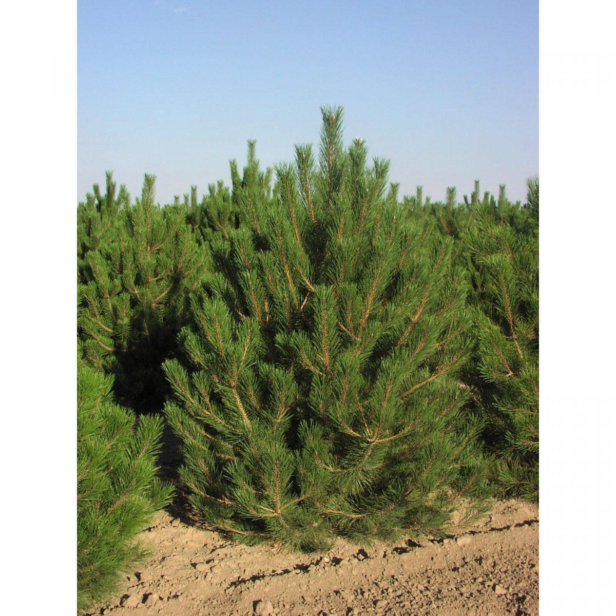 1649556184_59-vsegda-pomnim-com-p-vidi-sosen-foto-61