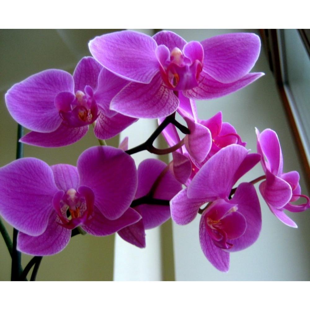 1650573028_11-vsegda-pomnim-com-p-kak-viglyadyat-tsveti-orkhidei-foto-18